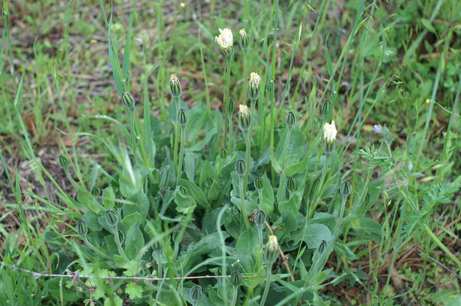 Lepidium draba, Urospermum dalechampii e Glebionis coronaria